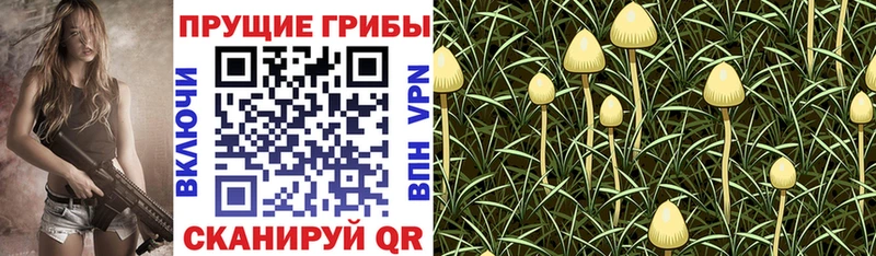 Галлюциногенные грибы мицелий  где продают   нарко площадка состав  Нерюнгри 